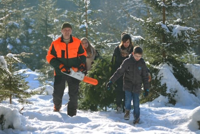 STIHL_Weihnachtsbaumfaellen_1